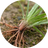 Cyperus Rotundus Oil (Key Ingredient)