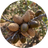 Jojoba & Sweet Almond Oils
