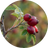 Rosehip Oil