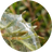 Aloe Vera & Tea Tree Extract